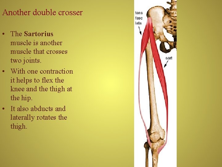 Another double crosser • The Sartorius muscle is another muscle that crosses two joints.