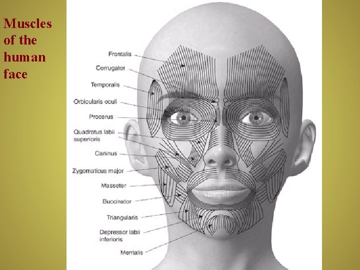 Muscles of the human face 