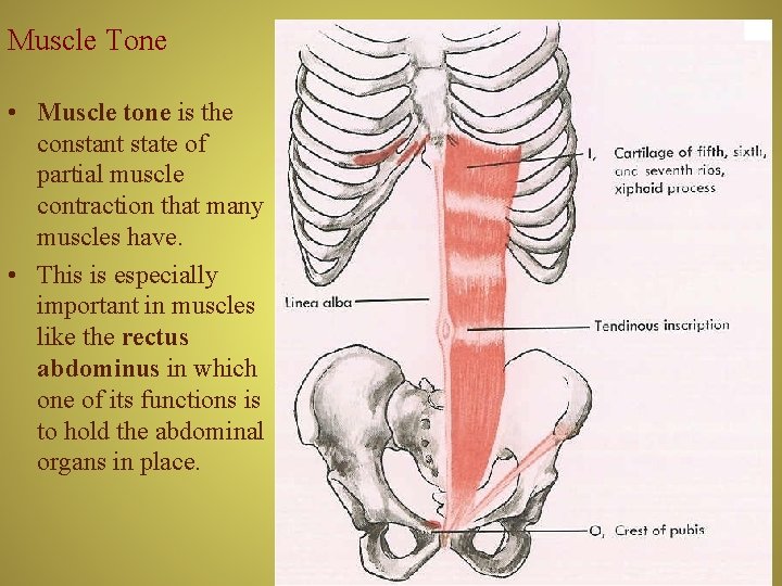 Muscle Tone • Muscle tone is the constant state of partial muscle contraction that