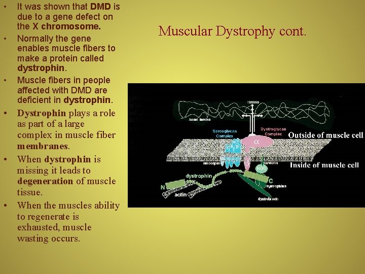  • • • It was shown that DMD is due to a gene