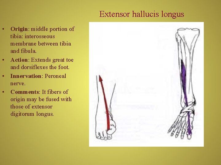 Extensor hallucis longus • Origin: middle portion of tibia: interosseous membrane between tibia and