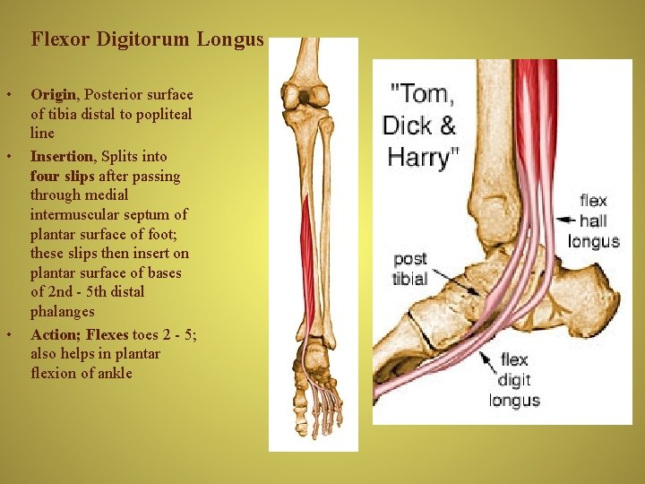 Flexor Digitorum Longus • • • Origin, Posterior surface of tibia distal to popliteal