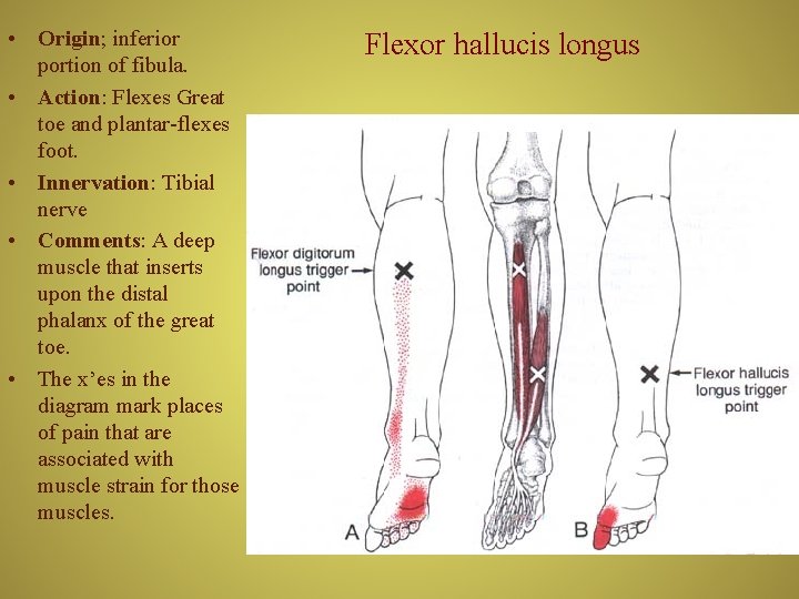  • Origin; inferior portion of fibula. • Action: Flexes Great toe and plantar-flexes