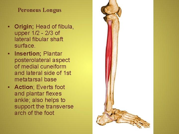 Peroneus Longus • Origin; Head of fibula, upper 1/2 - 2/3 of lateral fibular