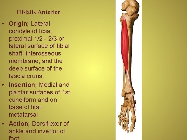 Tibialis Anterior • Origin; Lateral condyle of tibia, proximal 1/2 - 2/3 or lateral