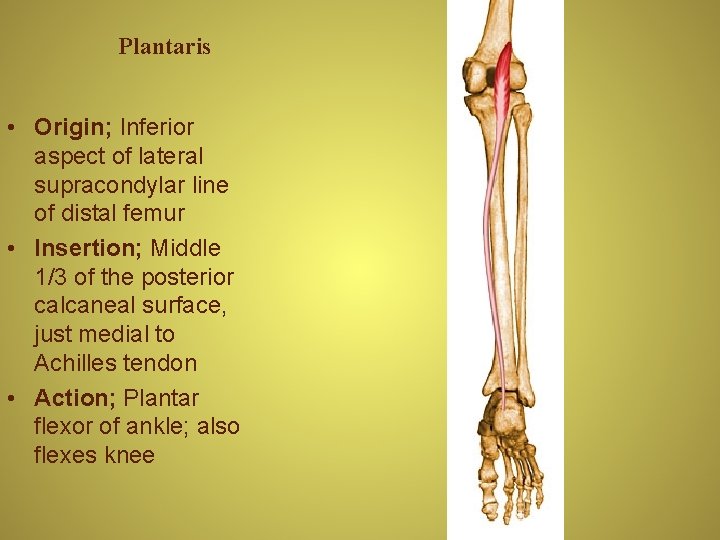 Plantaris • Origin; Inferior aspect of lateral supracondylar line of distal femur • Insertion;
