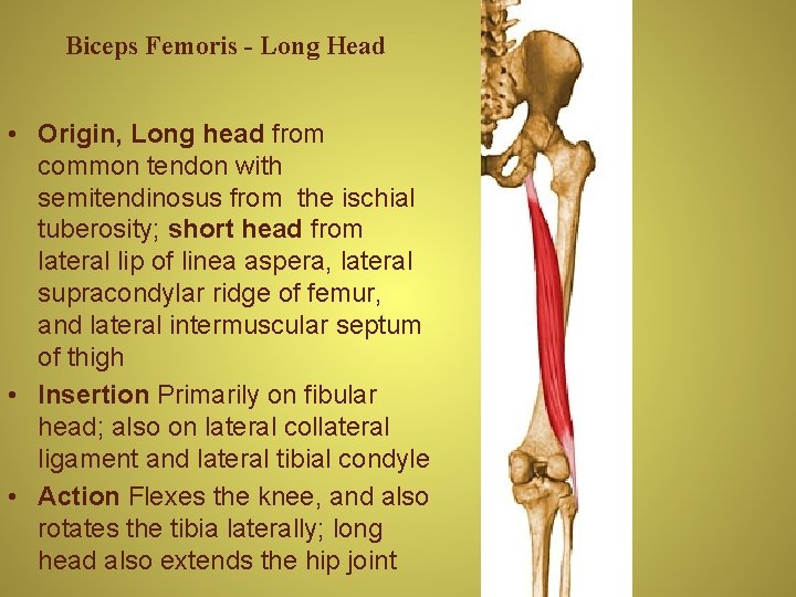 Biceps Femoris - Long Head • Origin, Long head from common tendon with semitendinosus