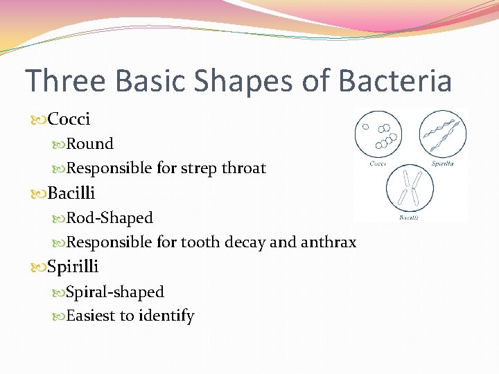 Three Basic Shapes of Bacteria Cocci Round Responsible for strep throat Bacilli Rod-Shaped Responsible