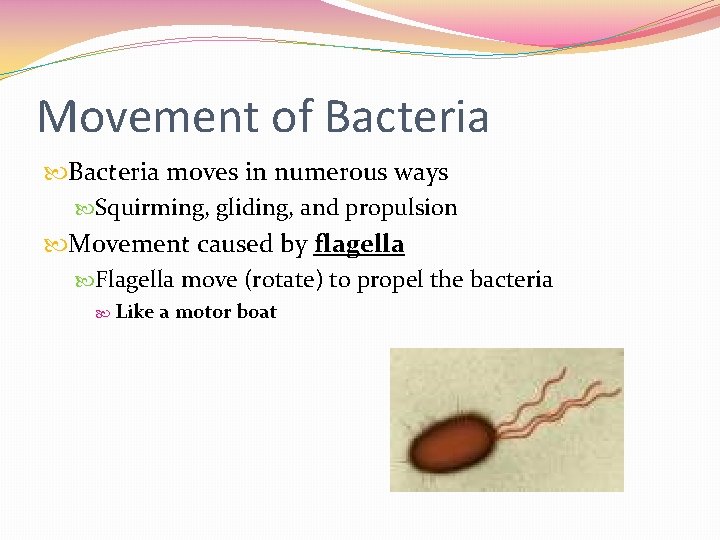 Movement of Bacteria moves in numerous ways Squirming, gliding, and propulsion Movement caused by