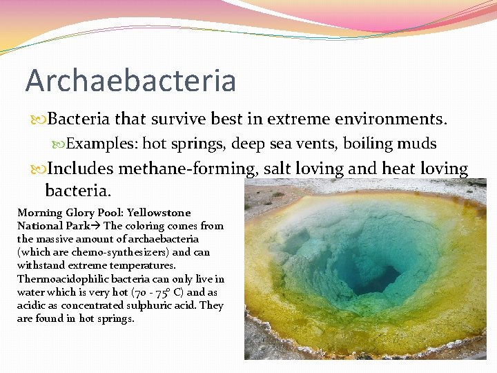 Archaebacteria Bacteria that survive best in extreme environments. Examples: hot springs, deep sea vents,