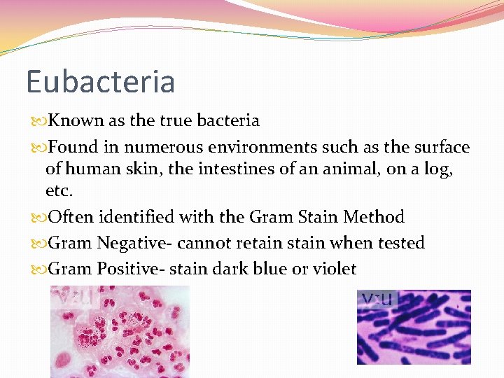 Eubacteria Known as the true bacteria Found in numerous environments such as the surface