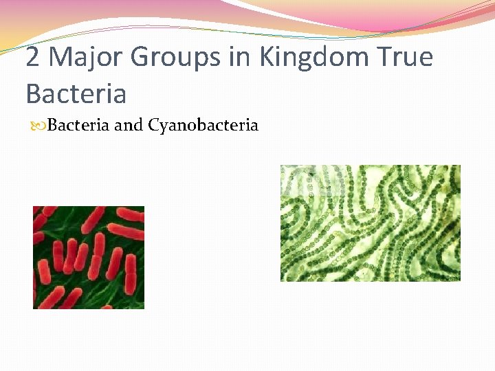 2 Major Groups in Kingdom True Bacteria and Cyanobacteria 