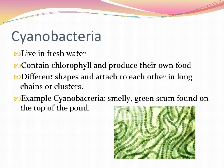 Cyanobacteria Live in fresh water Contain chlorophyll and produce their own food Different shapes