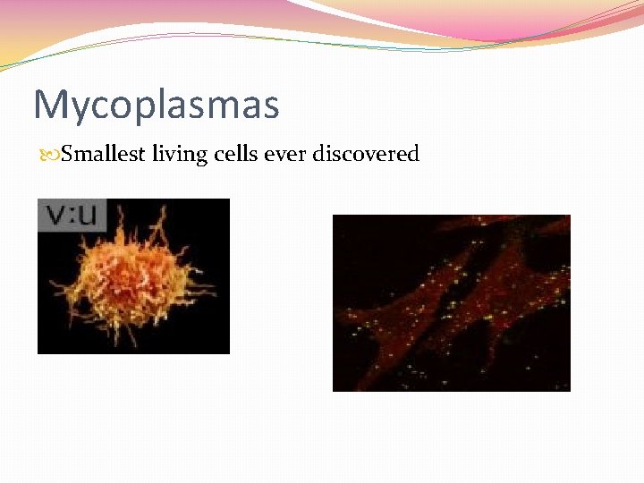 Mycoplasmas Smallest living cells ever discovered 