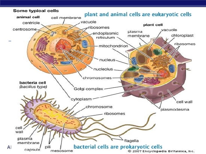 AP Biology 