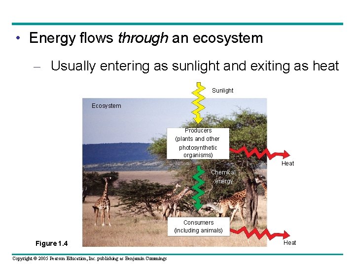  • Energy flows through an ecosystem – Usually entering as sunlight and exiting