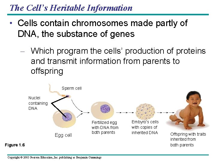 The Cell’s Heritable Information • Cells contain chromosomes made partly of DNA, the substance
