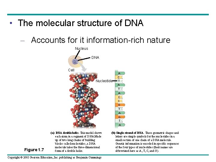  • The molecular structure of DNA – Accounts for it information-rich nature Nucleus