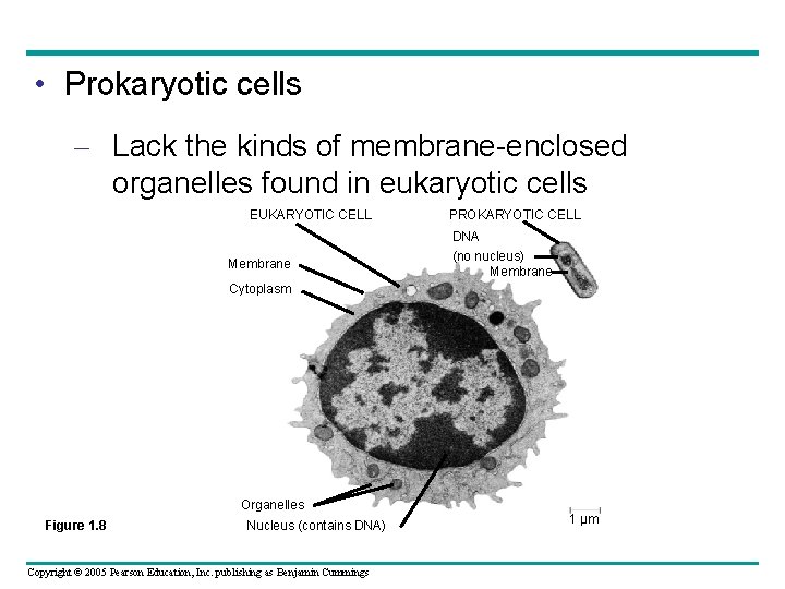  • Prokaryotic cells – Lack the kinds of membrane-enclosed organelles found in eukaryotic