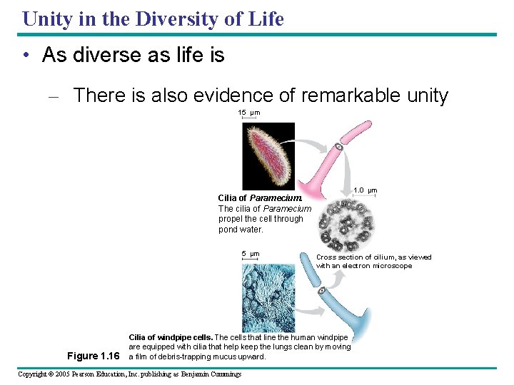 Unity in the Diversity of Life • As diverse as life is – There