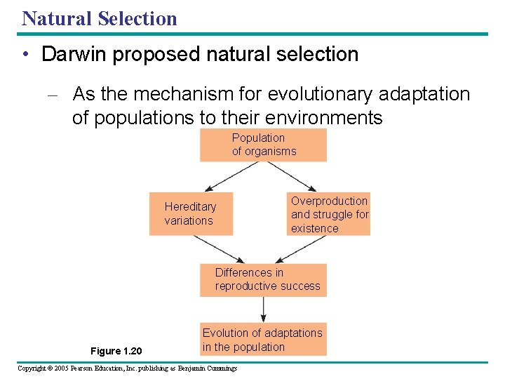 Natural Selection • Darwin proposed natural selection – As the mechanism for evolutionary adaptation