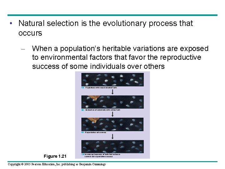  • Natural selection is the evolutionary process that occurs – When a population’s