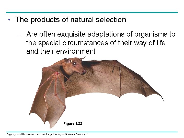  • The products of natural selection – Are often exquisite adaptations of organisms