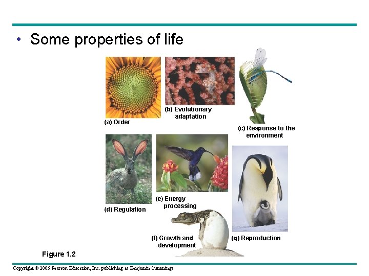  • Some properties of life (a) Order (d) Regulation (b) Evolutionary adaptation (c)