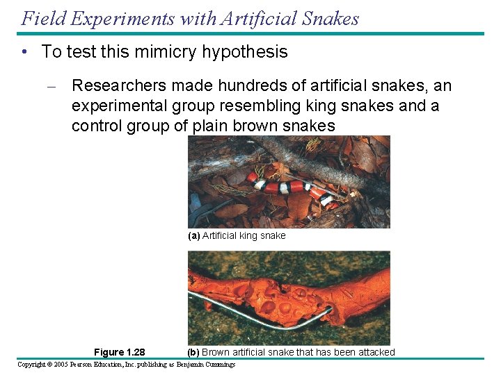 Field Experiments with Artificial Snakes • To test this mimicry hypothesis – Researchers made