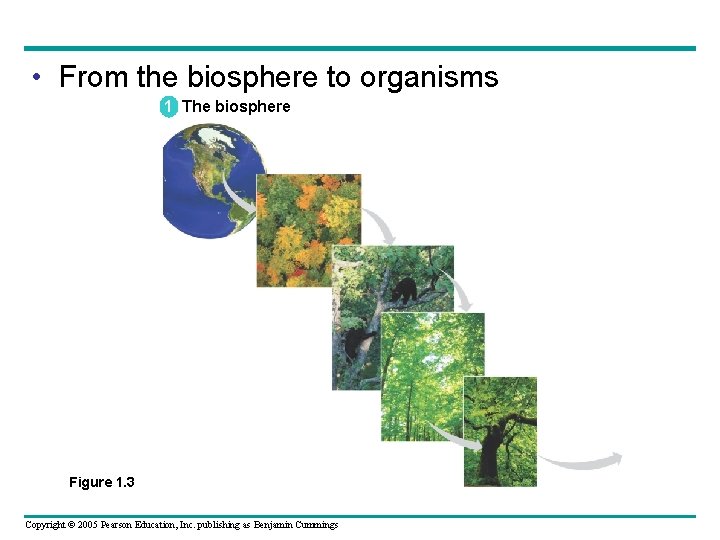  • From the biosphere to organisms 1 The biosphere Figure 1. 3 Copyright