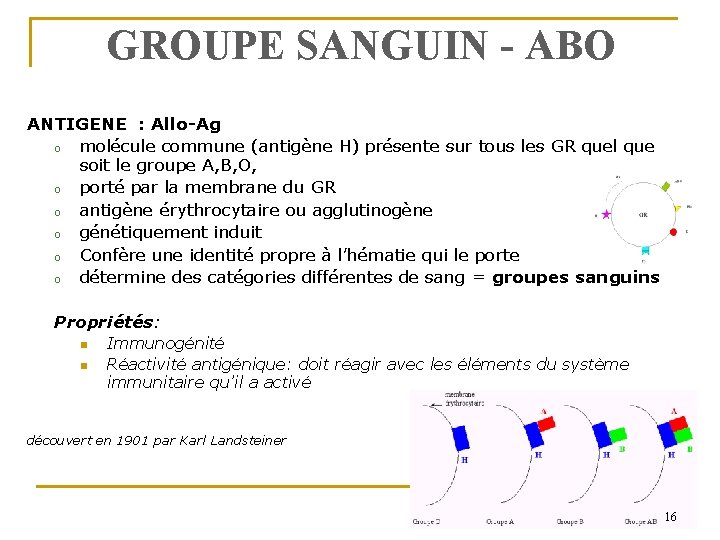 GROUPE SANGUIN - ABO ANTIGENE : Allo-Ag o molécule commune (antigène H) présente sur