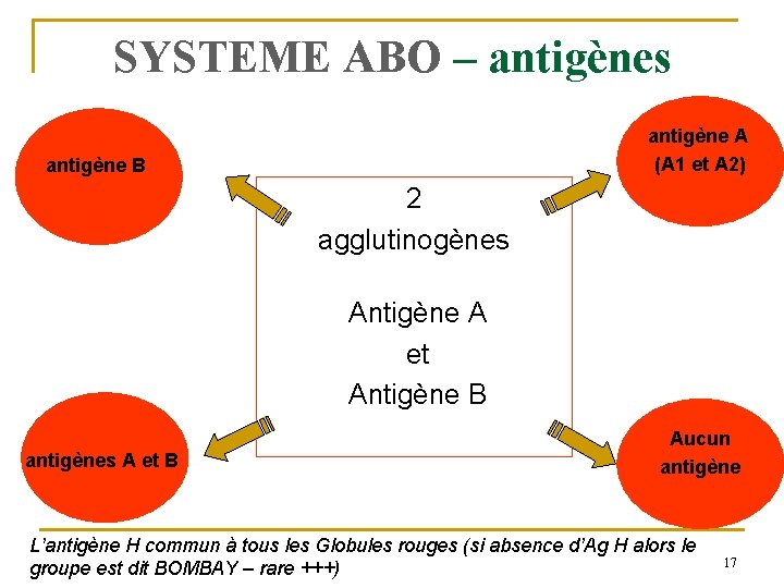 SYSTEME ABO – antigènes antigène A (A 1 et A 2) antigène B 2