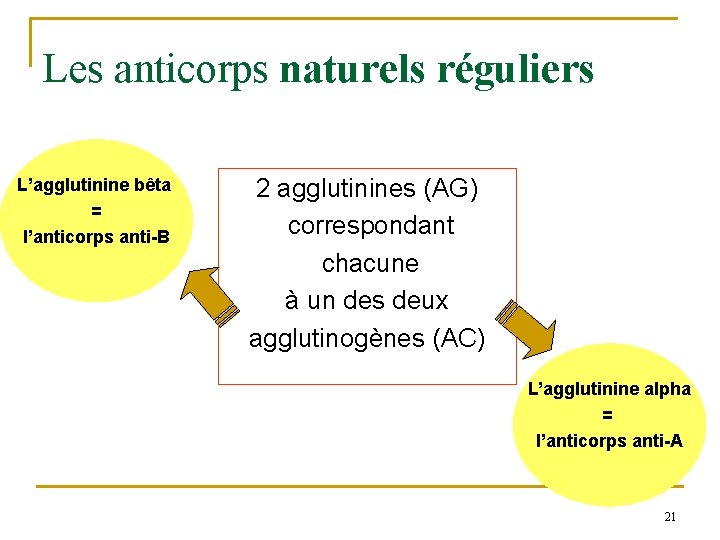 Les anticorps naturels réguliers L’agglutinine bêta = l’anticorps anti-B 2 agglutinines (AG) correspondant chacune