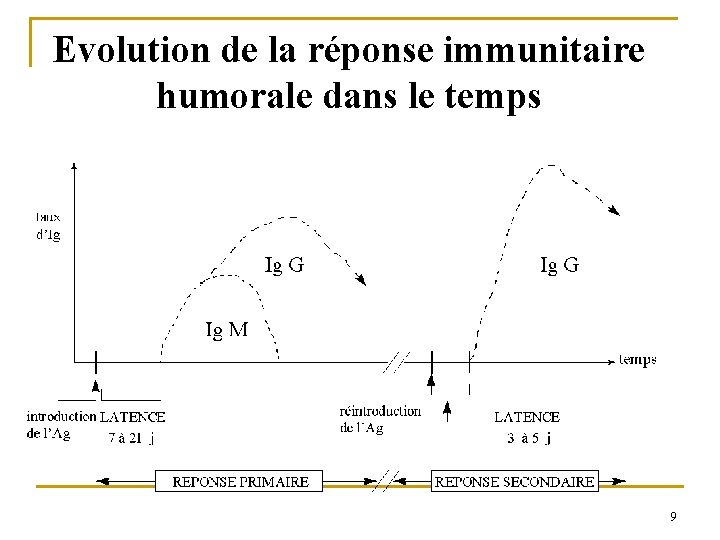 Evolution de la réponse immunitaire humorale dans le temps 9 