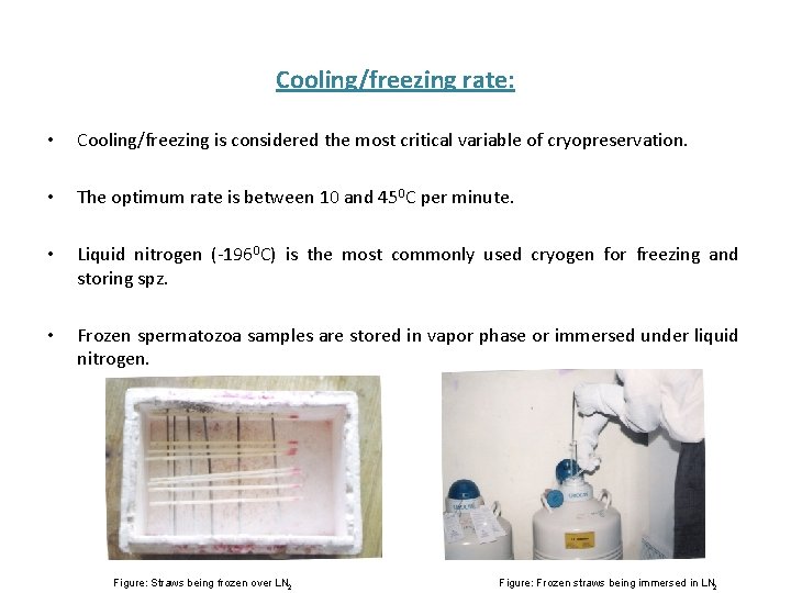 Cooling/freezing rate: • Cooling/freezing is considered the most critical variable of cryopreservation. • The