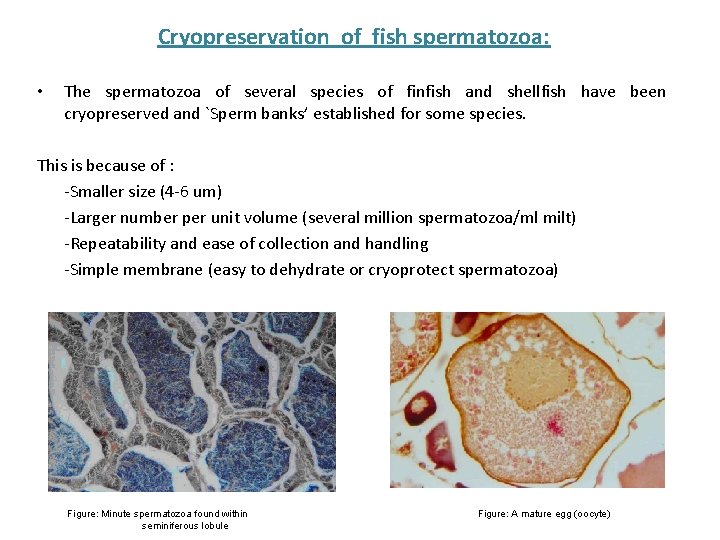 Cryopreservation of fish spermatozoa: • The spermatozoa of several species of finfish and shellfish