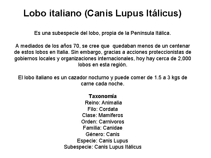 Lobo italiano (Canis Lupus Itálicus) Es una subespecie del lobo, propia de la Península