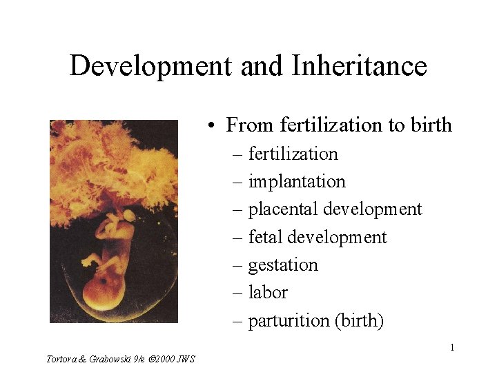 Development and Inheritance • From fertilization to birth – fertilization – implantation – placental