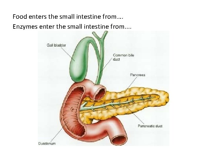 Food enters the small intestine from…. Enzymes enter the small intestine from. . 