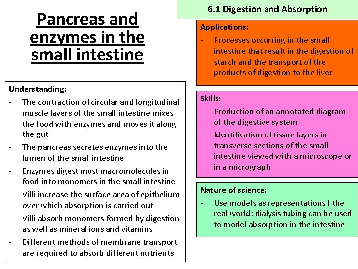 Pancreas and enzymes in the small intestine Understanding: - The contraction of circular and