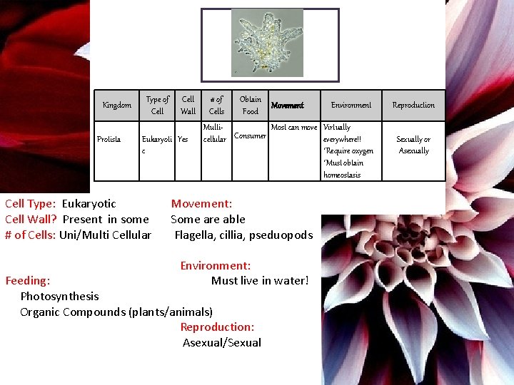 Kingdom Protista Type of Cell Wall Eukaryoti Yes c Cell Type: Eukaryotic Cell Wall?