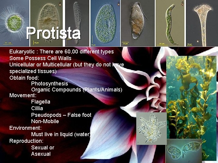 Protista Eukaryotic : There are 60, 00 different types Some Possess Cell Walls Unicellular