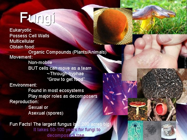 Fungi Eukaryotic Possess Cell Walls Multicellular Obtain food: Organic Compounds (Plants/Animals) Movement: Non-mobile BUT