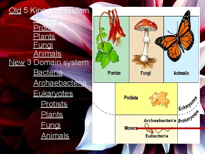 Old 5 Kingdom system Monera Protists Plants Fungi Animals New 3 Domain system Bacteria