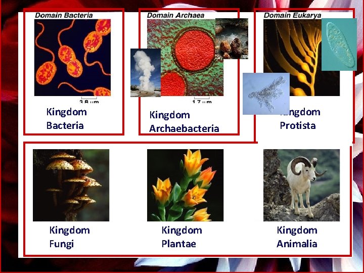 Kingdom Bacteria Kingdom Archaebacteria Kingdom Protista Kingdom Fungi Kingdom Plantae Kingdom Animalia 