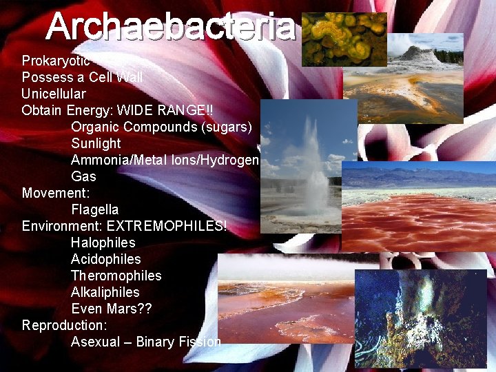 Archaebacteria Prokaryotic Possess a Cell Wall Unicellular Obtain Energy: WIDE RANGE!! Organic Compounds (sugars)