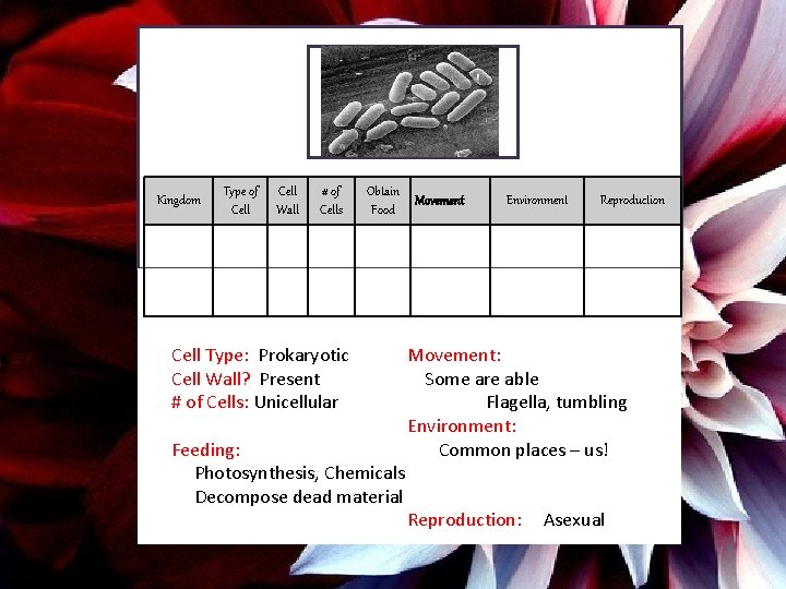 Kingdom Type of Cell Wall # of Cells Obtain Food Cell Type: Prokaryotic Cell