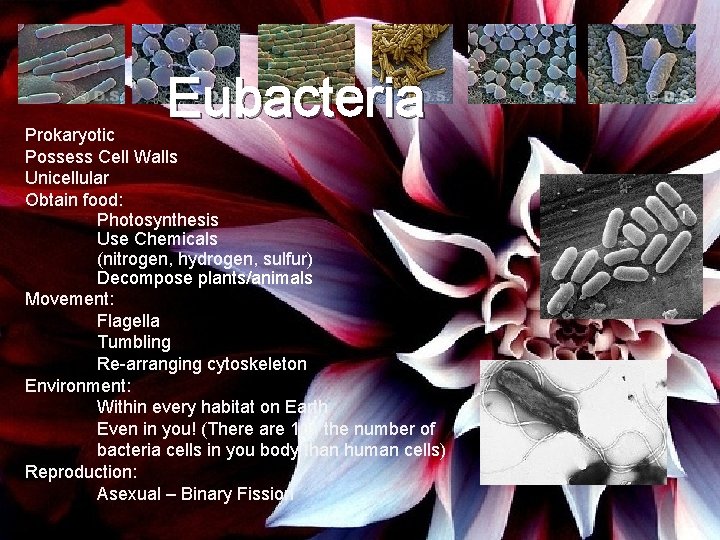 Eubacteria Prokaryotic Possess Cell Walls Unicellular Obtain food: Photosynthesis Use Chemicals (nitrogen, hydrogen, sulfur)