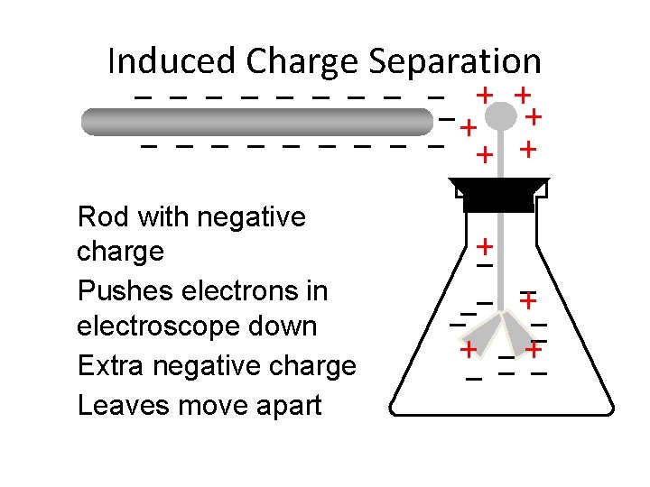 Induced Charge Separation Rod with negative charge Pushes electrons in electroscope down Extra negative