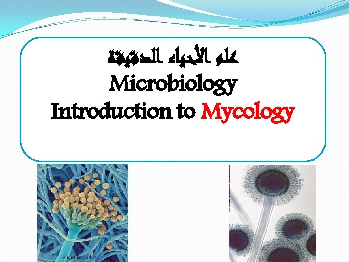 ﻋﻠﻢ ﺍﻷﺤﻴﺎﺀ ﺍﻟﺪﻗﻴﻘﺔ Microbiology Introduction to Mycology 